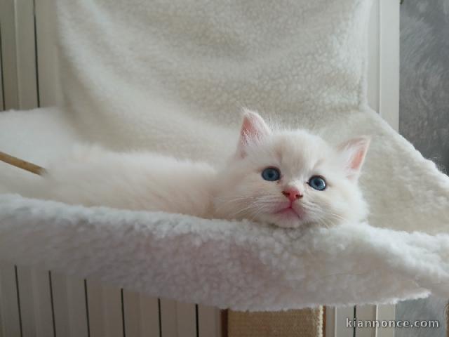 bébé chaton ragdoll femelle a donner 