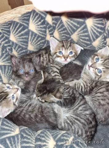 adoption chaton Bengal disponible 