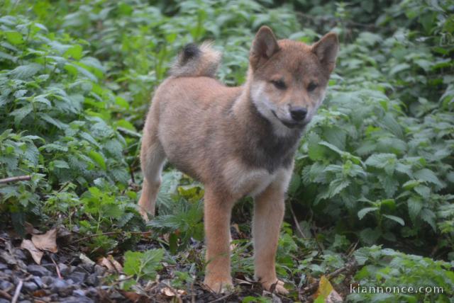 bébé chiot Shiba inu a donner 