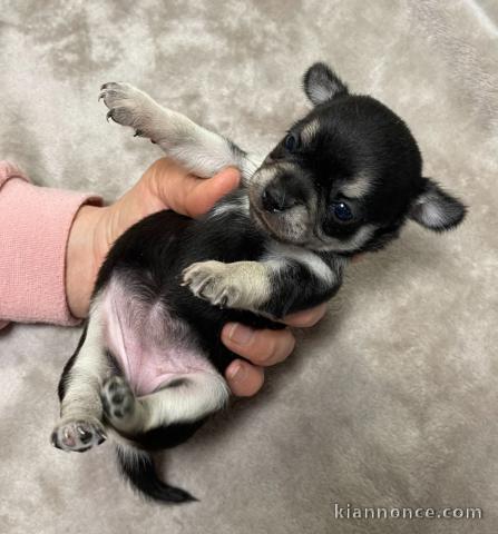 je donne chiot chihuahua femelle 