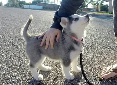 à adopter chiot husky sibérien 