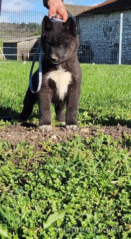 je donne chiot husky sibérien 