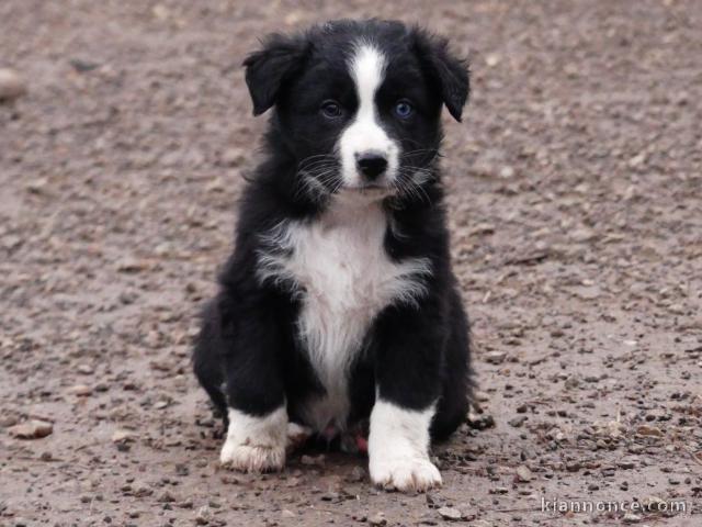 à adopter chiot berger australien disponible 