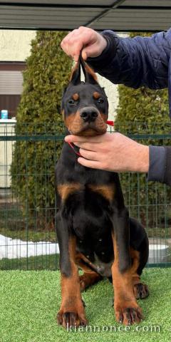 Dobermann chiots à vendre