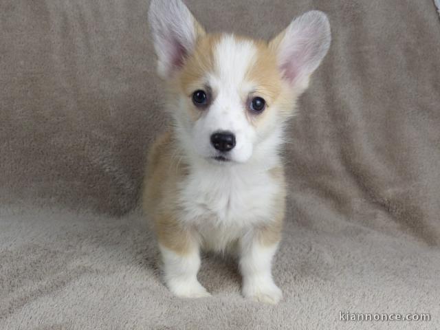 Chiots Welsh Corgi Pembroke a donner 