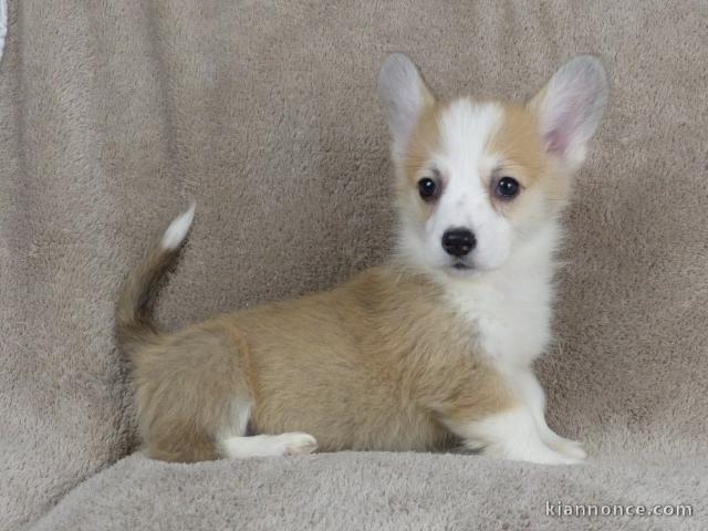 Chiots Welsh Corgi Pembroke adopter 