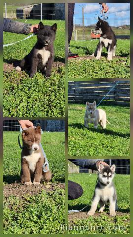 bébé chiot husky sibérien à donner 