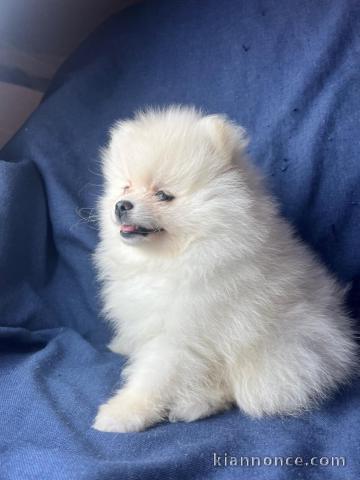 je donne chiot spitz allemand 