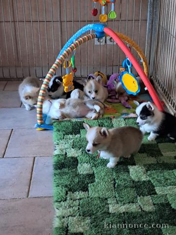 Chiots Welsh Corgi Pembroke