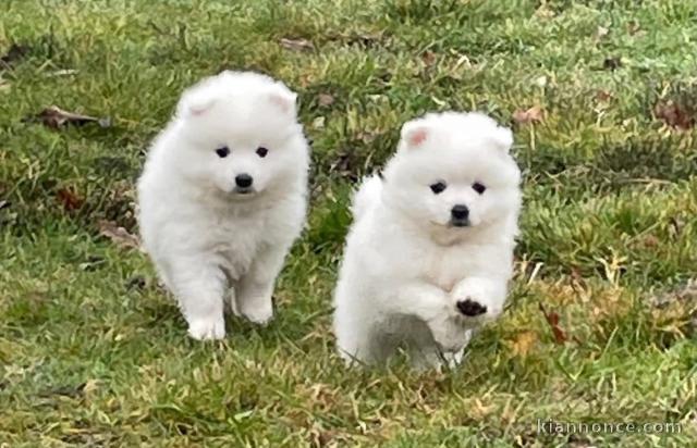 chiot spitz japonais disponible 