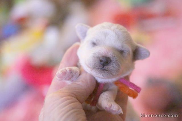chiot bichon frisé femelle a donner 