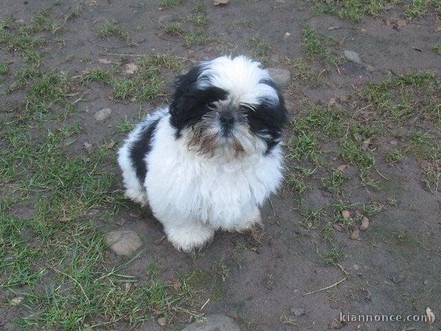 bébé chaton maine coon disponible 