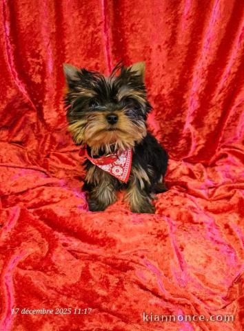 chiot York femelle a donner 