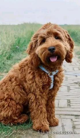 chiot cockapoo a donner 