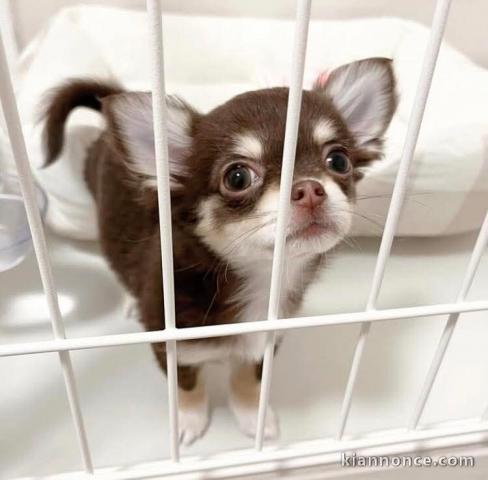 chiot type chihuahua adorable a placer 