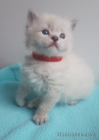 je donne chaton disponible 