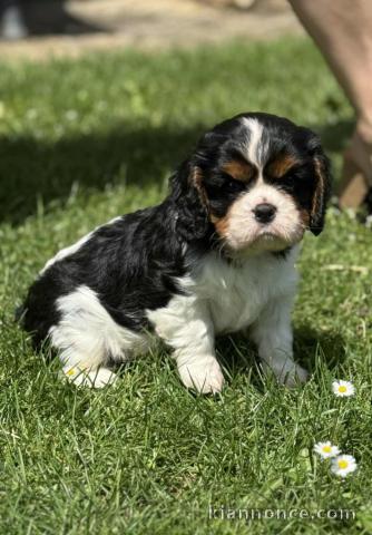 magnifique chiot cavalier king charle femelle a donner 