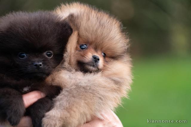 magnifique chiot spitz allemand race pure 