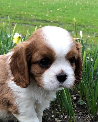 chiot cavalier king charle disponible 