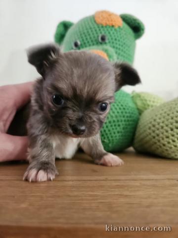 adorable chiot type chihuahua a donner 