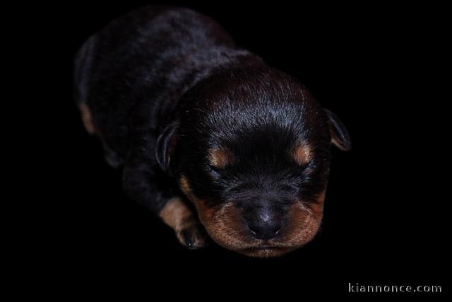 chiot rottweiler bébé à donner 