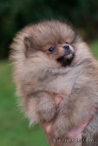 chiot spitz allemand race pure 