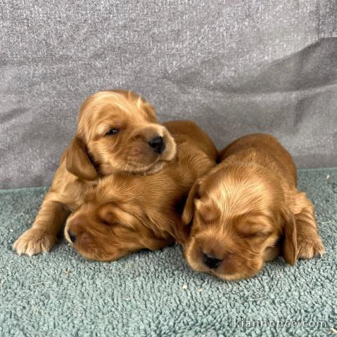 je donne chiot cocker anglais disponible 
