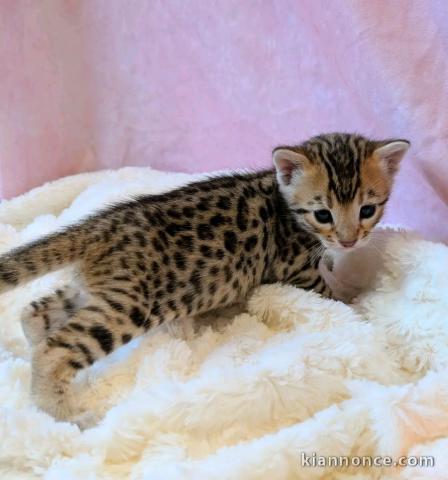 bébé chaton Bengal a donner contre bon soin 