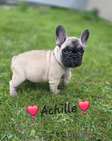 type bouledogue français disponible 