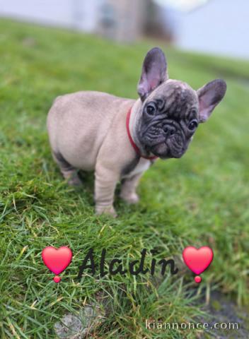 adorable chiot bouledogue français 