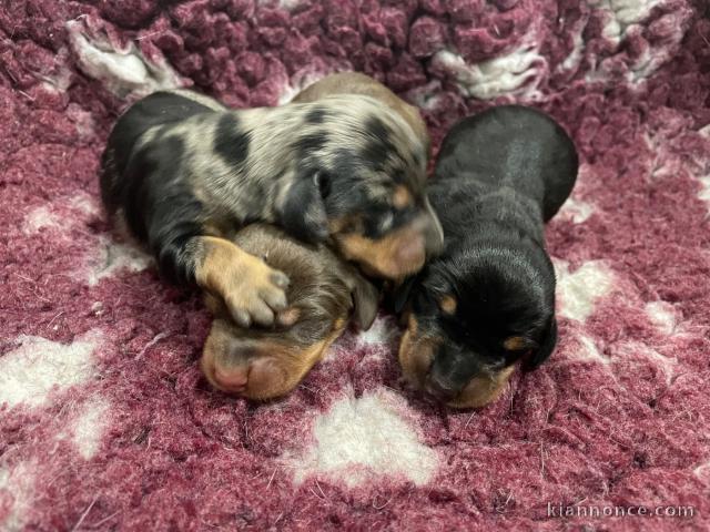 magnifique chiot teckel disponible 