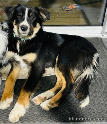 bébé chiot border collier a donner 