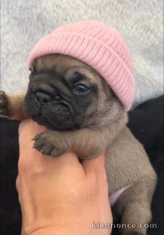 je donne chiot carlin disponible 