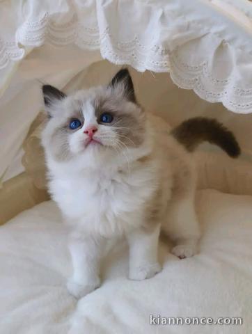 chaton ragdoll femelle a donner 
