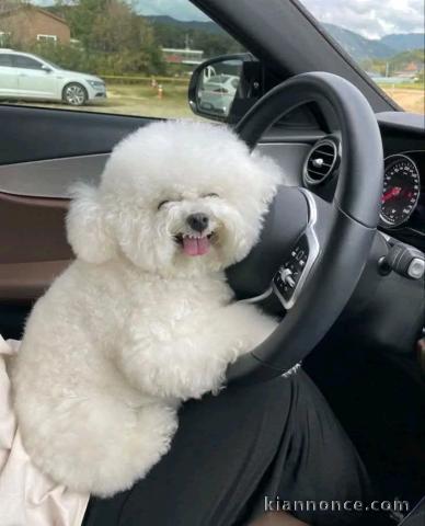 chiot bichon maltais à donner 