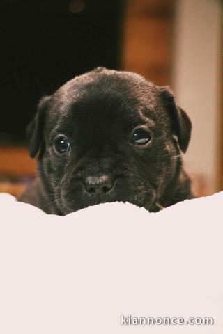 magnifique chiot staffie disponible 