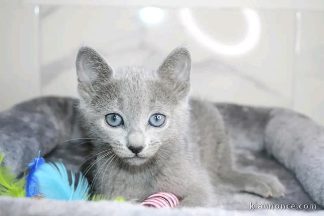 adorable chaton bleu russe mâle a donner 
