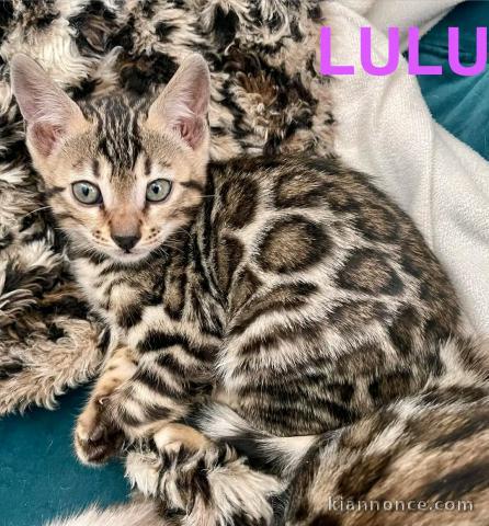 bébé chiot Yorkshire terrier femelle 