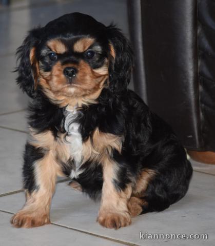 je donne chiot cavalier king charle femelle 