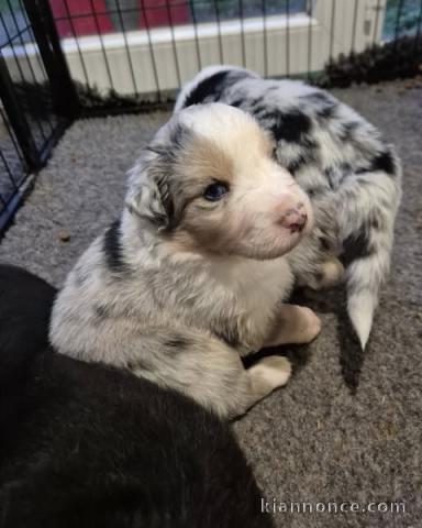 adorable chiot berger australien à réserver 