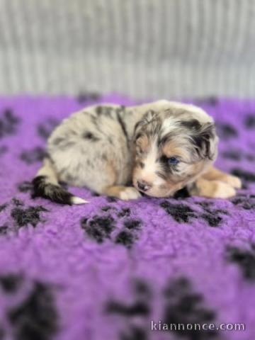 chiot berger australien disponible 