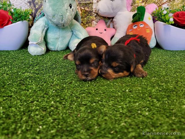 bébé chiot York femelle a donner 