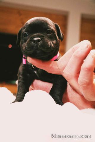 je donne chiot Staff disponible 