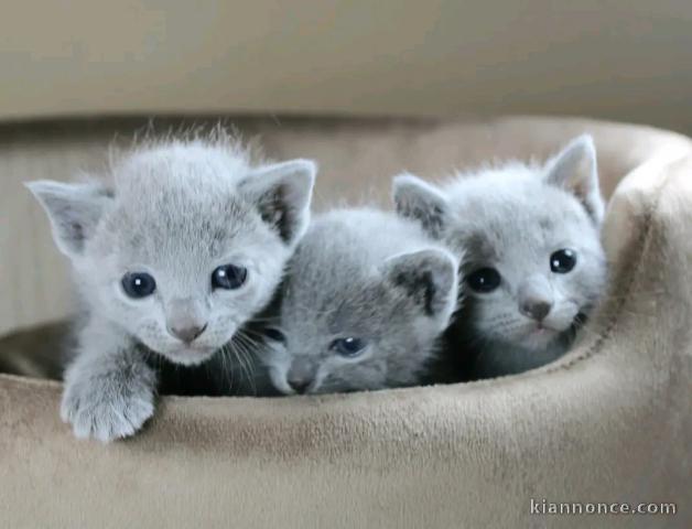chaton bleu russe mâle et femelle intéressé veuillez me contacter