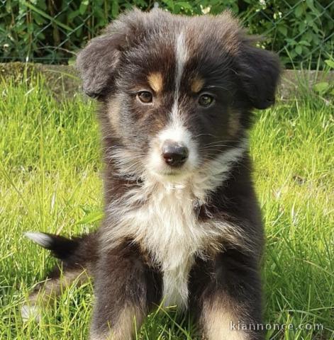 Chiot berger australien à donner pour la nouvelle année 