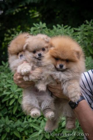 chiot type spitz allemand à placer 