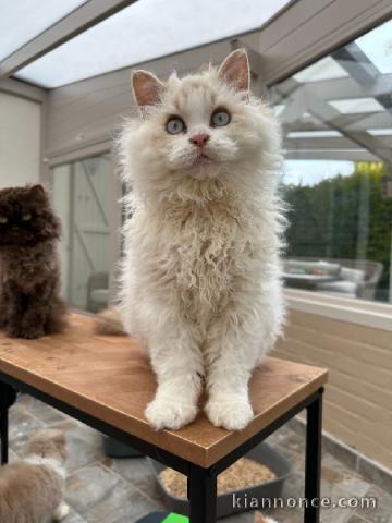 Chatons Selkirk Rex poil court et poil long