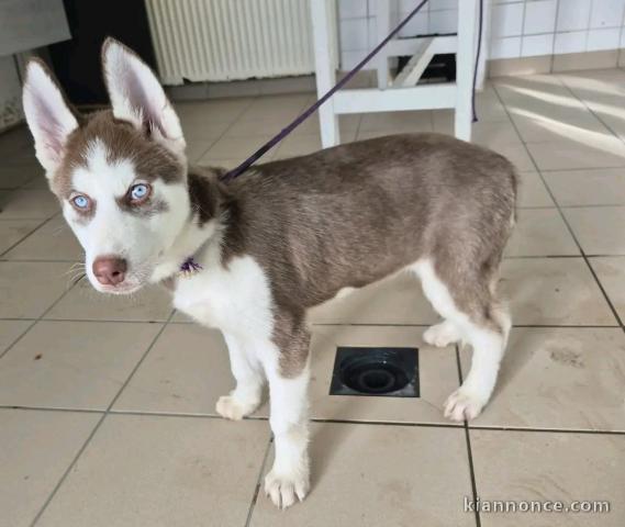 chiot husky sibérien à donner 