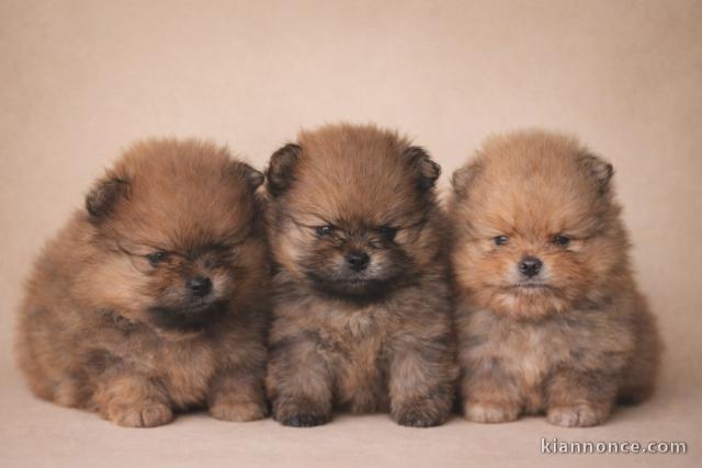 dons chiot spitz allemand disponible 