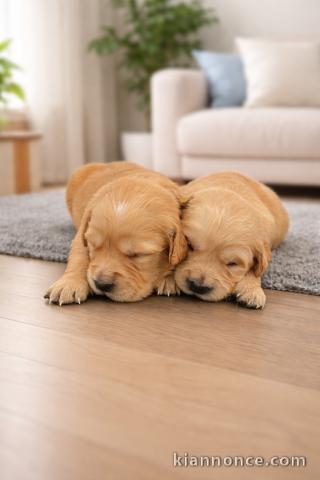 chiot golden retriever disponible 